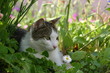 Chat allongé dans le jardin Chat allongé dans le jardin