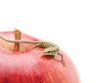 Reptile on an apple