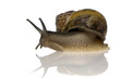 Garden snail in front of a white background Garden snail in front of a white background
