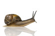 Garden snail in front of a white background Garden snail in front of a white background