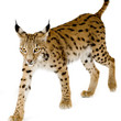 Lynx in front of a white background