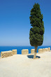 Pine tree in the Acropolis of Lindos, Rhodes, Greece Pine tree in the Acropolis of Lindos, Rhodes, Greece