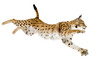 Lynx in front of a white background