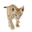 Lynx cub in front of a white background