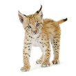 Lynx cub in front of a white background