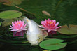 Koi Pond