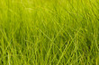 Grass 001