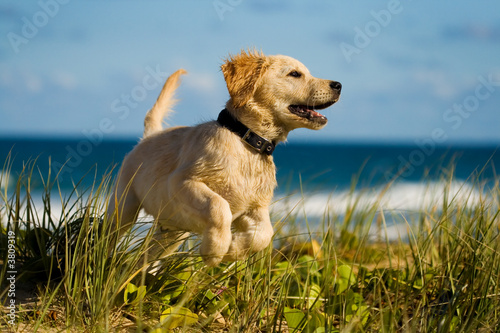 Puppy jumping on the beach