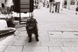 Le chien à la foire