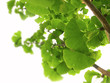 Ginkgo Ginkgo