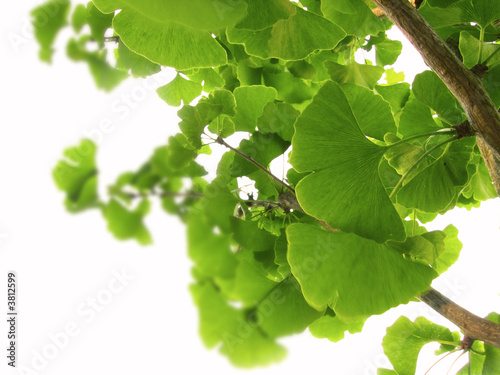 Ginkgo