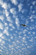 Cumulus Clouds