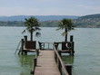 palms