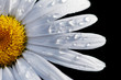 Macro close-up of a daisy flower isolated on black. Macro close-up of a daisy flower isolated on black.