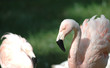 A pair of light pink flamingos against a dark background.