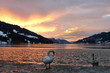 Schwäne im Winter am See