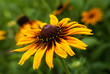 Yellow flower in garden soft focus.