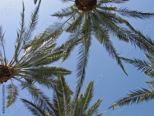 Palm trees in Eilat Israel Palm trees in Eilat Israel