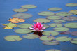 Nymphaea Attraction