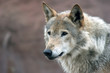 Canis lupus (Grey wolf)