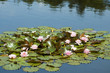 Pink exotic waterlilies blooming in pond