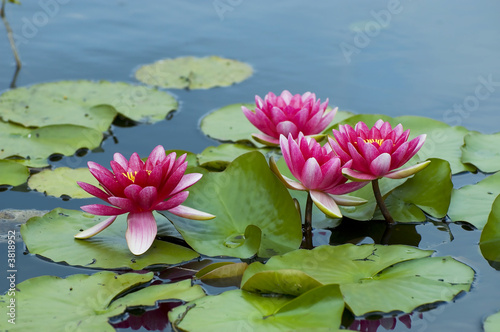 Photo: Pink exotic waterlilies blooming in pond Pink exotic waterlilies blooming in pond