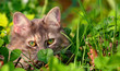 Cat hidding
