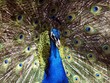 Peacock 1