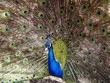 Peacock 2