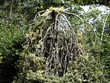 Upside Down Tree