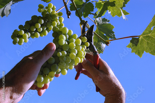 picker picking the grape picker picking the grape
