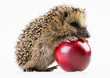 Happy hedgehog Happy hedgehog