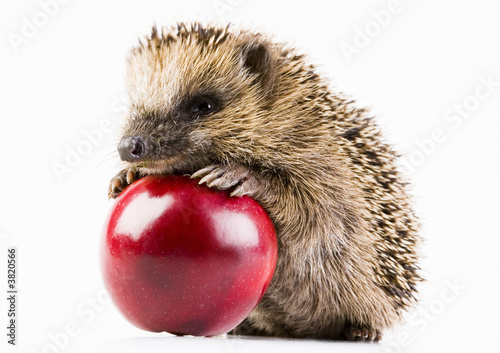 Photo: Happy hedgehog Happy hedgehog