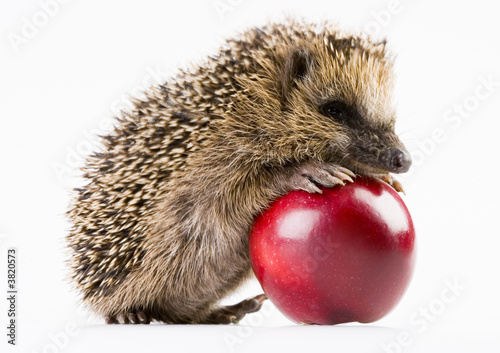 Happy hedgehog