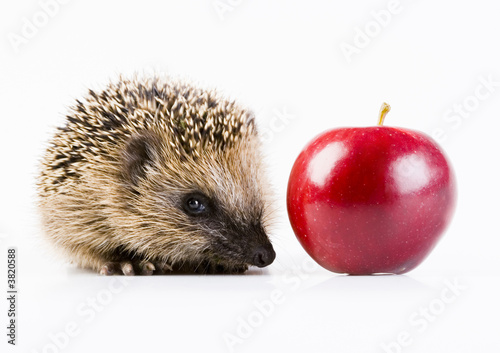 Hedgehog & Red Apple Hedgehog & Red Apple