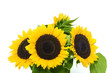 Photo: Sunflower 007 Sunflower 007