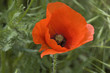 Coquelicot rouge