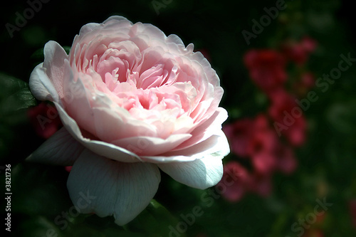Bourbon Rose 2