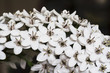 Sparkling white flowers
