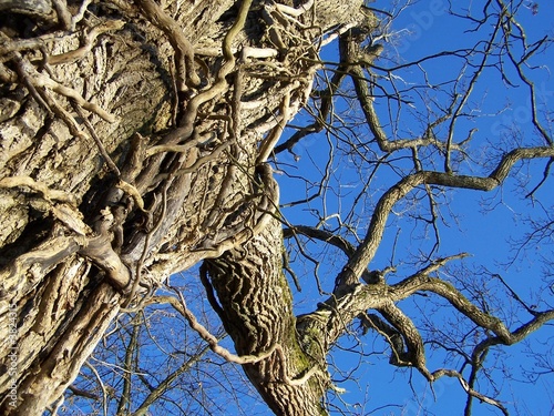 Photo: Au pied du chêne Au pied du chêne