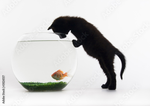 Black cat & Gold fish