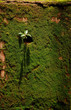 Lantana camara Linn (Veranaceae) plant is growing on moss wall