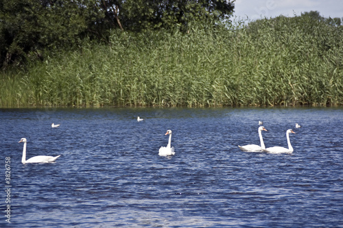 Four white swans Four white swans