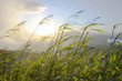 Blades of grass blowing in the wind at sunrise