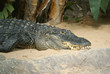 Crocodile