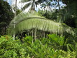 Vegetation im Tropenwald,  Amazonas