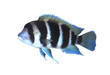 Frontosa fish in aquarium