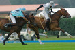 Photographie : action polo