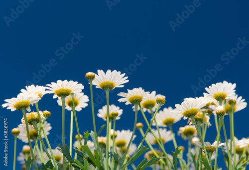 Some summer flowers (daisy) in the garden Some summer flowers (daisy) in the garden