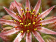 Photo: Pretty pink succulent flower, London UK Pretty pink succulent flower, London UK